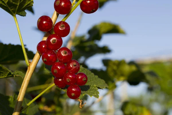 Bunch Red Currants Bush — Stock Photo, Image