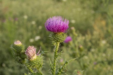 çayırda devedikeni dalı