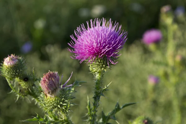 spiny thistle in the field