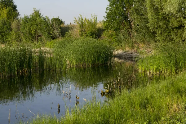 ağaçlar arasında küçük göl