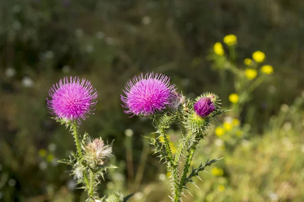 milk thistle in the field