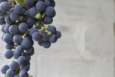 duvar arka planda mavi üzüm demet