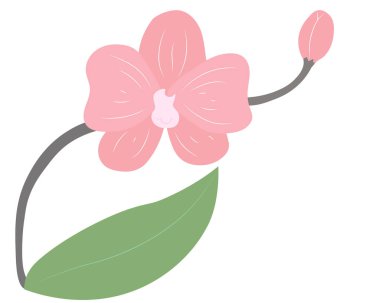 goncalı pembe orkide.