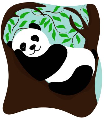 Panda bir dalda uyuyor.