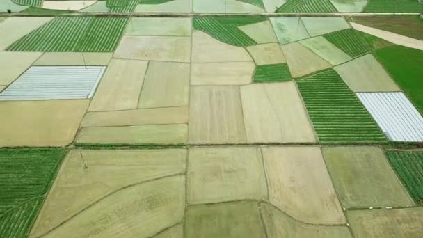 Aerial top forward agricultural green fields cereals bean grow open free space Pattern plots texture. Arable land harvest. Country farming culture Village houses. Economy. Agronomy melioration. Drone — Stock Footage Aerial Top Forward Agricultural Green Fields Cereals Bean Grow Open Royalty Free Stock Video