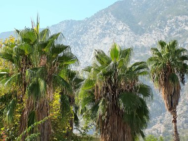 Türkiye 'nin Antalya ilinin Beldby köyü yakınlarındaki Taurus dağlarının arka planında üç palmiye ağacı bulunuyor.