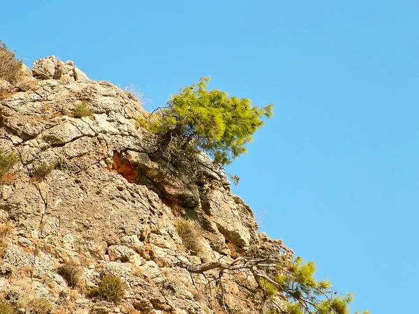 Δέντρα Ένα Βράχο Ενάντια Ένα Γαλάζιο Ουρανό Στις Ακτές Της — Φωτογραφία Αρχείου