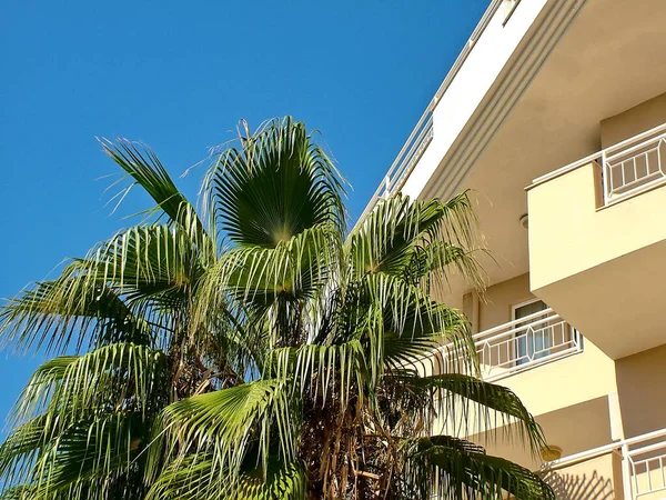 Güneşli açık bir gün. Beyaz bir binanın arka planında yeşil palmiye ağacı ve mavi gökyüzü.