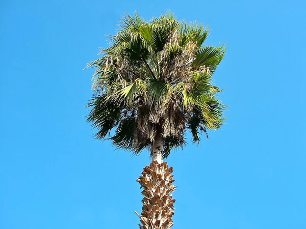 Lonely Palm Tree Blue Sky — Stock Photo, Image