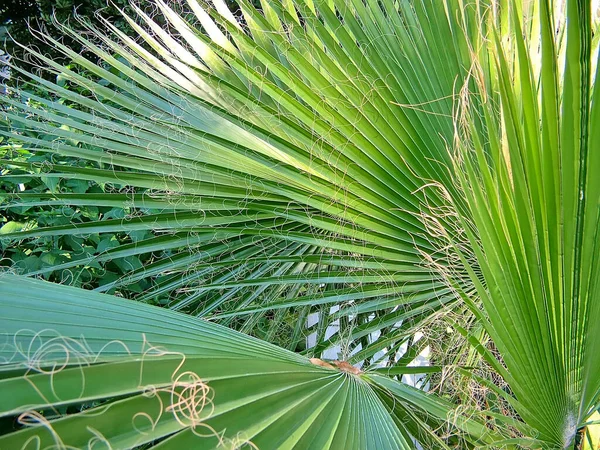 Palmblad Närbild Förgrunden Fokus — Stockfoto