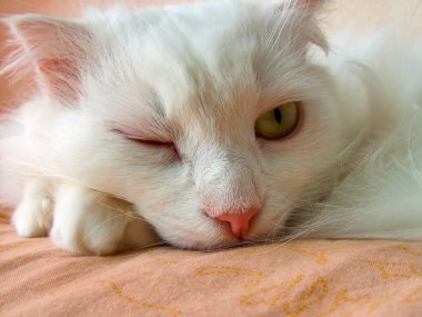 Beyaz kedi bir gözünü kapattı. Kurnazca göz kırpıyor. Yakın plan.