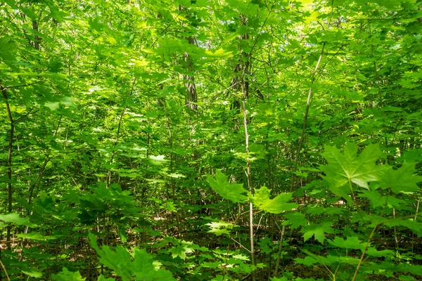 Yoğun Yeşil Orman Çalılığı Arkaplan — Stok fotoğraf
