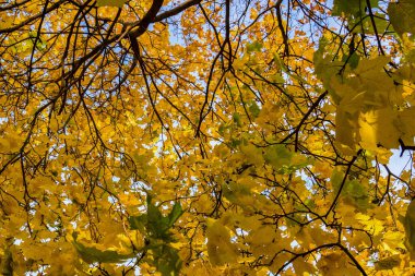 Gökyüzü arka planında çok renkli sonbahar yaprakları. Geçmişi. Doku