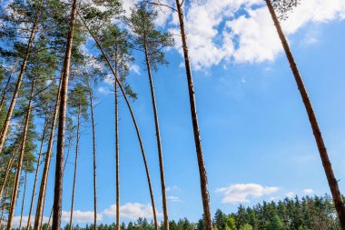 Ormanda çam ağaçlarının çıplak gövdeleri. Rusya 'nın merkez şeridi. 