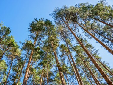 Uzun çam ağaçları mavi gökyüzüne doğru uzanıyor. Orta Rusya Ormanı.