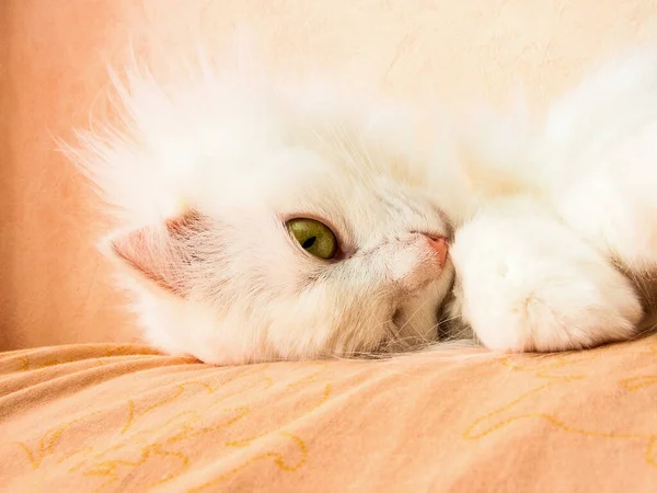 Bozal Gato Blanco Cerca Ojos Amarillo Verdes — Foto de Stock