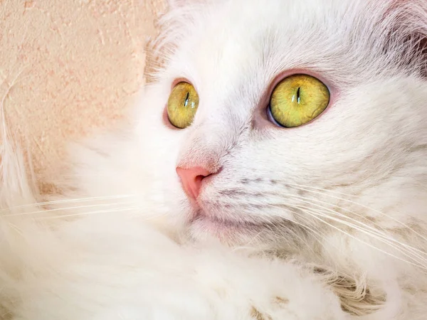 Bozal Gato Blanco Cerca Ojos Amarillo Verdes — Foto de Stock