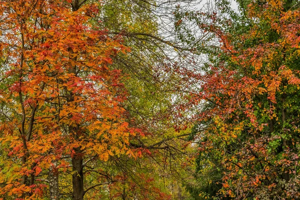 Осенние Цвета Цветные Листья Деревьев Красные Плоды Рябины Текстура Фон — стоковое фото