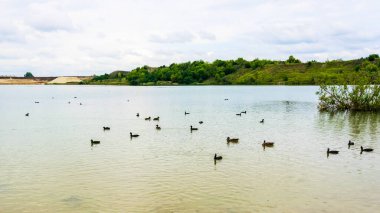 Akşamları vahşi ördeklerle dolu bir gölet. Arkaplan
