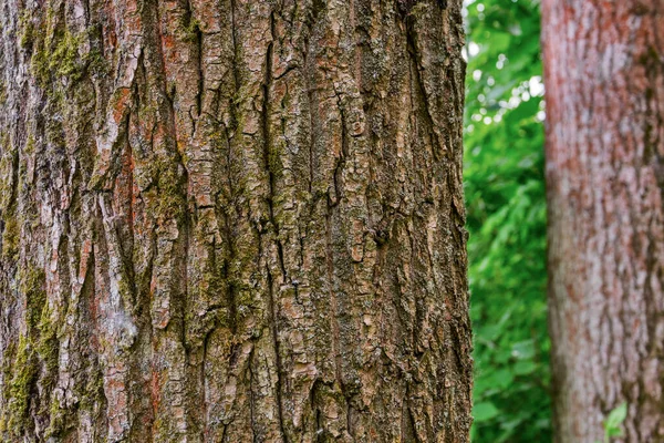 Trunkar Med Tallar Skogen Barkstruktur Bakgrund — Stockfoto