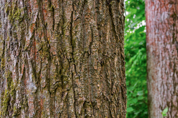 Сумки сосновых деревьев в лесу. Корковая текстура. Фон