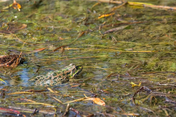 Żaba Ukrywa Się Wśród Wodorostów Brzegu Jeziora Mimika Czyni Niewidzialnym — Zdjęcie stockowe