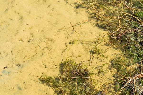 Ufer Des Sees Sandige Oberfläche Unter Wasser Algen Pflanzenstämme Textur — Stockfoto