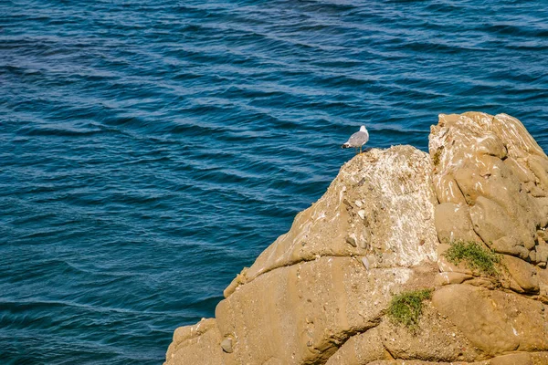 Stenrev Med Ensam Fiskmås Det Blå Havet — Stockfoto