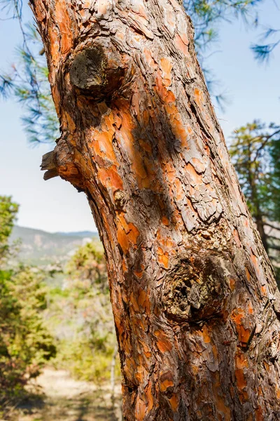 Tronco Pino Las Montañas Estructura Textura Superficie —  Fotos de Stock