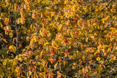 Çok renkli yaprakların sonbahar renkleri. Mükemmel arkaplan