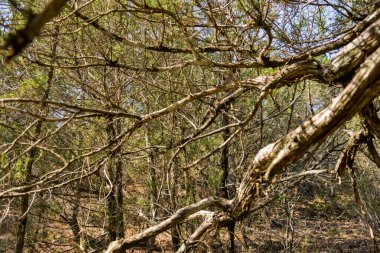 Kırım dağlarındaki bir çam ormanının desenleri. Yumuşak odak