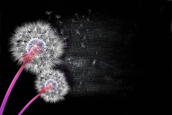 Fondo Pantalla Dientes León Sobre Fondo Negro Con Textura Cemento — Foto de Stock