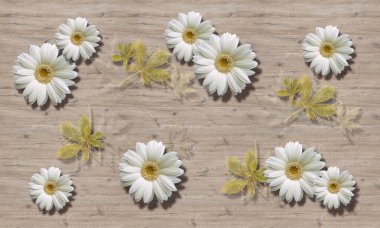 3D duvar kağıdı, ahşap kurulları zemin üzerine chamomiles. Eko Stil.