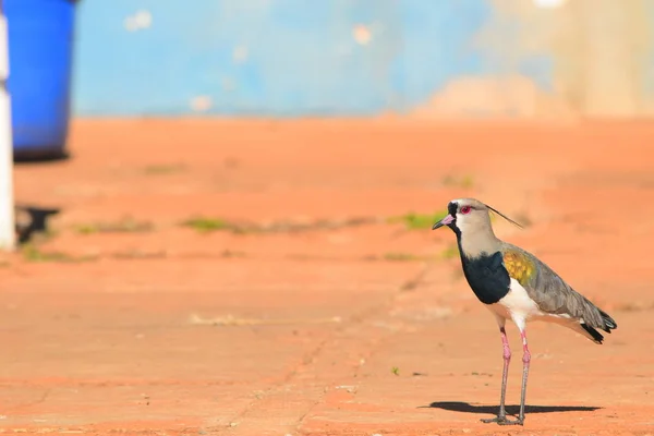 Passaro Quero Quero Tambem Conhuido Como Sul Teteu Teu Teu — Stok fotoğraf