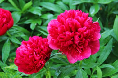 Parlak pembe peonies yaz bahçesinde. Rusya.