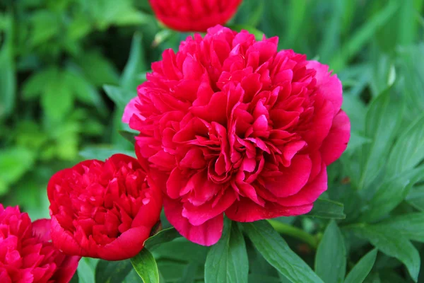 Jasne Różowe Piwonie Letnim Ogrodzie Rosja — Zdjęcie stockowe