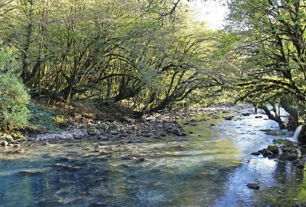 Prachtig Uitzicht Berg Rivier Tussen Buxus Bomen Herfst Berg Rivier — Stockfoto