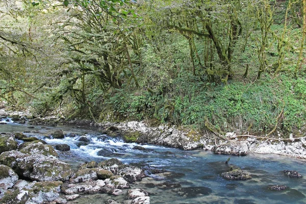 Prachtig Uitzicht Berg Rivier Tussen Buxus Bomen Herfst Berg Rivier — Stockfoto