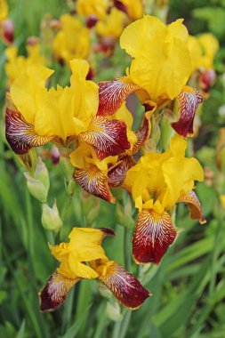 Bahçe yaz arka plan üzerinde kırmızı ve sarı Iris çiçekler. Bir tasarımcı, Botanik Bahçesi, kartpostal bir tatil için boş bırakın. Rusya.