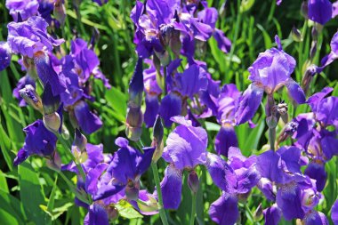 Güzel çiçek çiçekler mor İris Iris, mor çiçekler, boş bir tasarımcı, Botanik Bahçesi, kartpostal bir tatil için beyaz. Rusya.