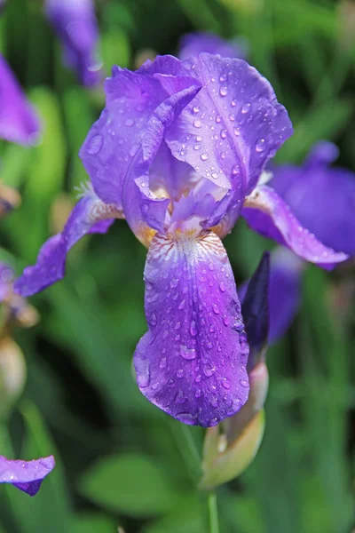 Beautiful blossoming flower of purple iris white iris, purple flowers, blank for a designer, botanical garden, postcard on a holiday. Russia.