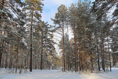 Güzel kış manzarası. Kış orman. Kar ağaçlarda. Köknar ve çam ağaçları içinde belgili tanımlık kar. Rusya.
