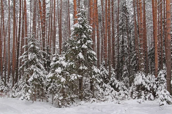 Beautiful Winter Landscape Winter Forest Trees Snow Firs Pines Snow — Stock Photo, Image