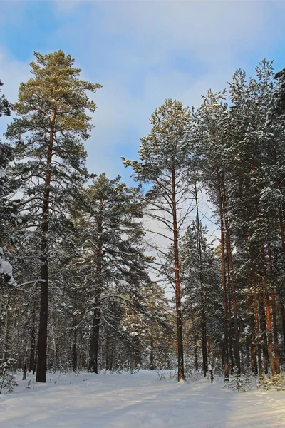Wunderschöne Winterlandschaft Winterwald Bäume Schnee Tannen Und Kiefern Schnee Russland — Stockfoto