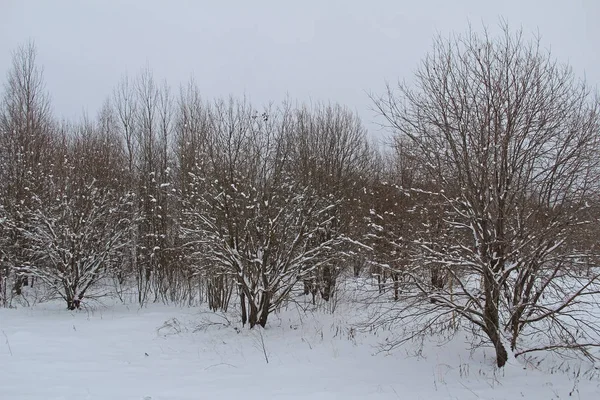 Bellissimo Paesaggio Invernale Foresta Invernale Alberi Nella Neve Russia — Foto Stock