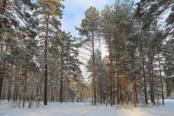 Wunderschöne Winterlandschaft Winterwald Bäume Schnee Tannen Und Kiefern Schnee Russland — Stockfoto