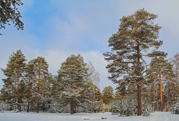 Linda Paisagem Inverno Floresta Inverno Árvores Neve Firmes Pinheiros Neve — Fotografia de Stock