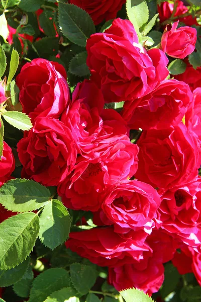 Λουλούδια - πολλοί ανθίζοντας τριαντάφυλλα δεμάτια από κοινού σε έναν ροδαλό θάμνο. — Φωτογραφία Αρχείου