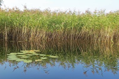 Yüksek saz bir orman göl yansıtılır. Rusya.