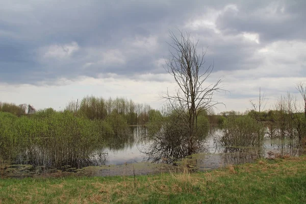 Zalanie rzeki w polach wczesną wiosną w pochmurna pogoda. — Zdjęcie stockowe